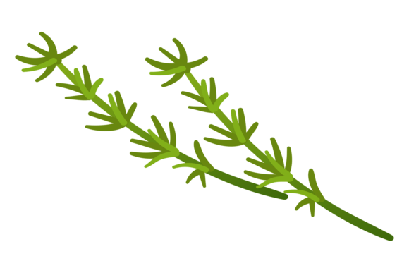Download Thyme Branch. Aroma Herb Icon. Natural P - Herb Collection